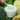 GRAYMELIN Green Food Cream 500ml