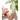 MIZON Phyto Plump Collagen Toner 150ml