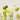 Anua Green Lemon Vita C Blemish Serum Mask 25ml 10ea
