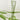 Beauty of Joseon Light On Serum : Centella + Vita C 30ml