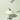 Centellian24 Madeca Powder Tea Tree AC 6g