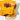 Dr.Ceuracle Vita Propolis Antioxidant Mask 30ml 10ea