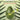 FRUDIA Avocado Relief Cream 55g