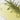 KAINE Rosemary AHA Night Serum 30ml