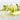 NACIFIC Cica PDRN First Toner 150ml