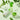 NATURE REPUBLIC Pure Green Tea Skincare Special Set