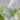 anillO Lime Sunday Refresh Hair Essence 50ml