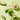 FRUDIA Avocado Relief Cream 55g
