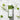 Mary&May Vegan Cica Teatree AHA PHA Blemish Toner 200ml