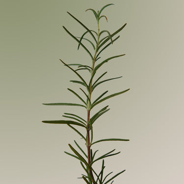 AROMATICA Rosemary Scalp Scaling Shampoo (180ml/400ml/1L) - CUTIPOP
