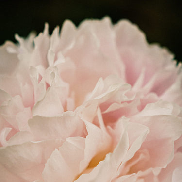 AROMATICA Reviving Rose Infusion Cream 50ml - CUTIPOP