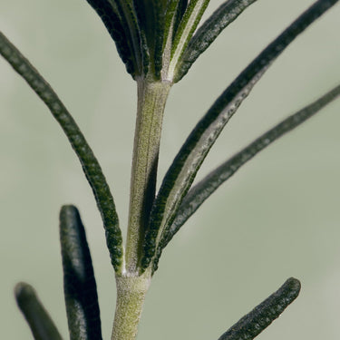 AROMATICA Rosemary Root Enhancer - CUTIPOP
