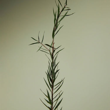 AROMATICA Tea Tree Balancing Toner 200ml - CUTIPOP