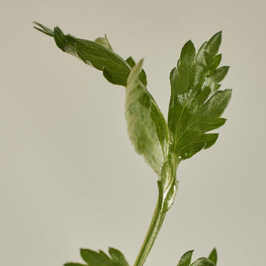 Beauty of Joseon Matte sun stick : Mugwort + Camelia 18g - CUTIPOP