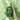 BLITHE Patting Splash Mask Soothing&Healing Green Tea 150ml - CUTIPOP